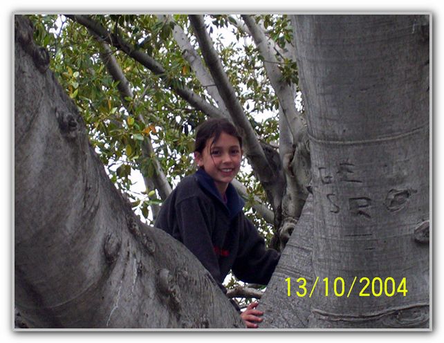 TK in tree in Freo